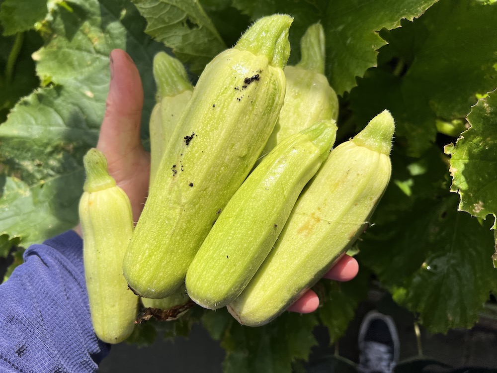 Courgettes / zucchini grown using No Dig in containers