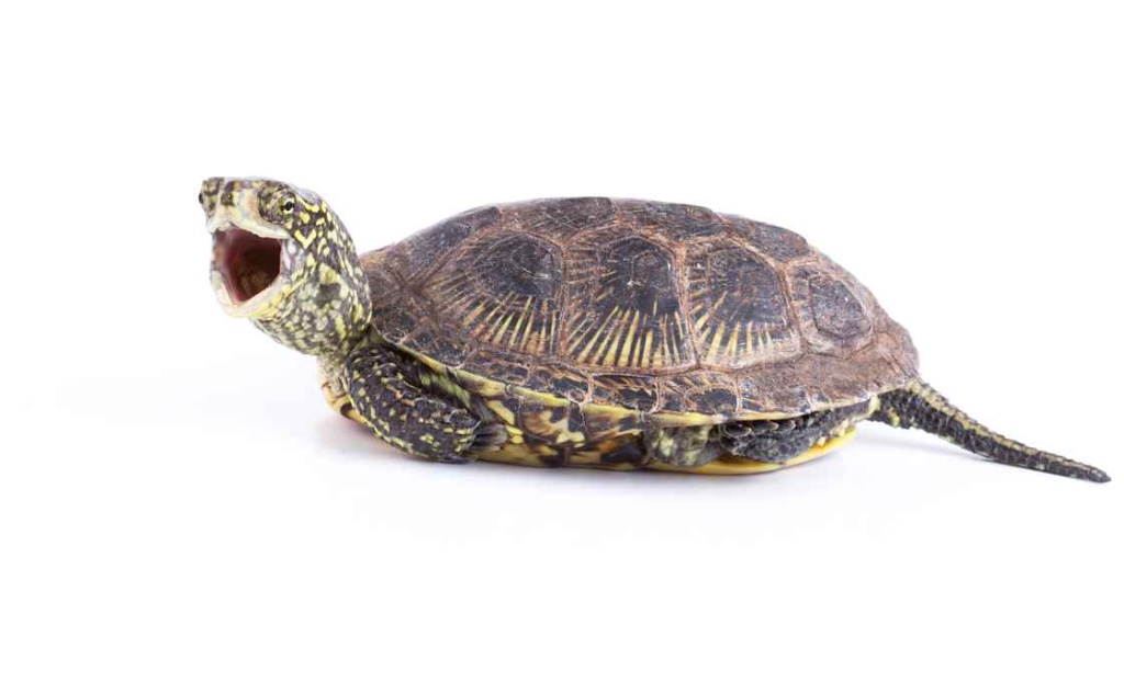 iStock-507856881.jpg