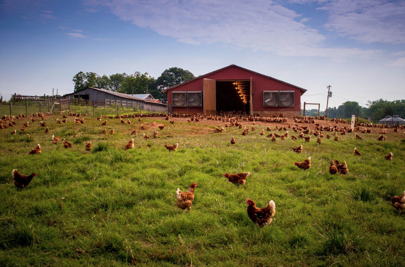 What Are Pasture Raised Eggs?