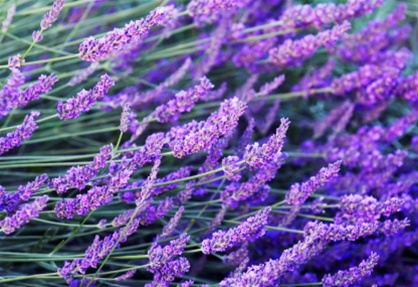 lavendar