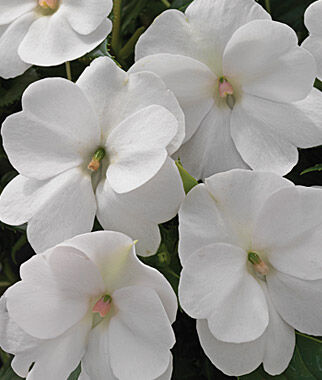 white impatiens in full bloom