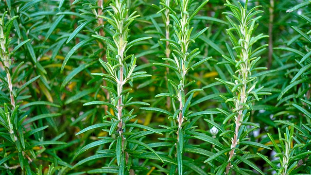 close up view of a thriving rosemary plant