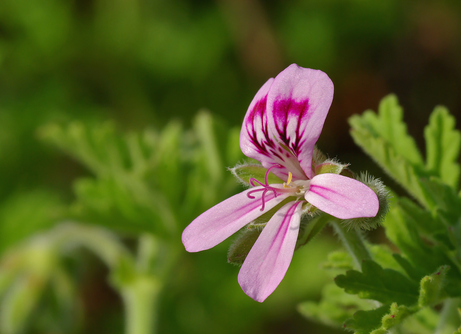 Photo of Rose Geranium flower blooming in the sunshine