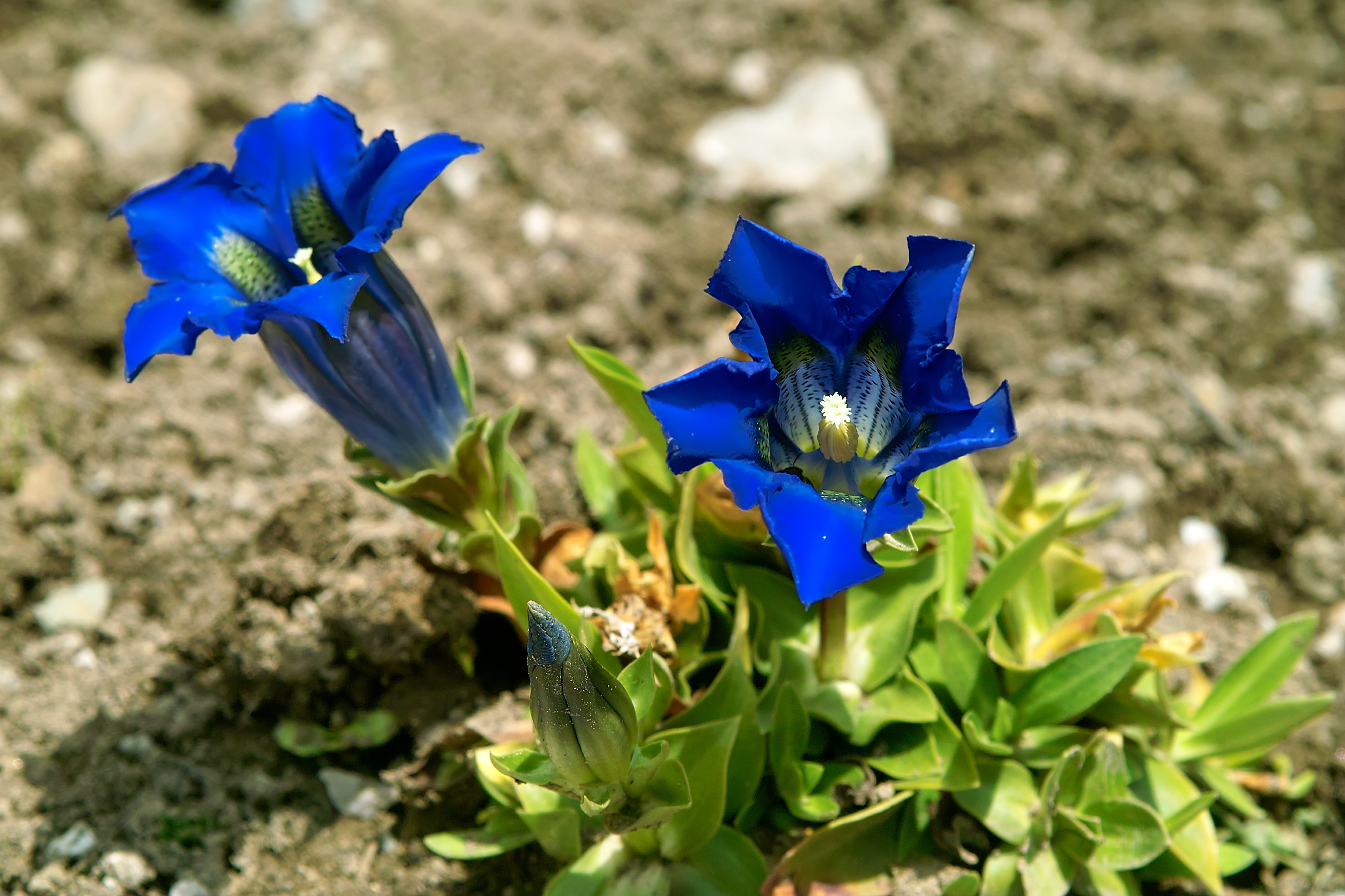 Photo of two Gentian blooms