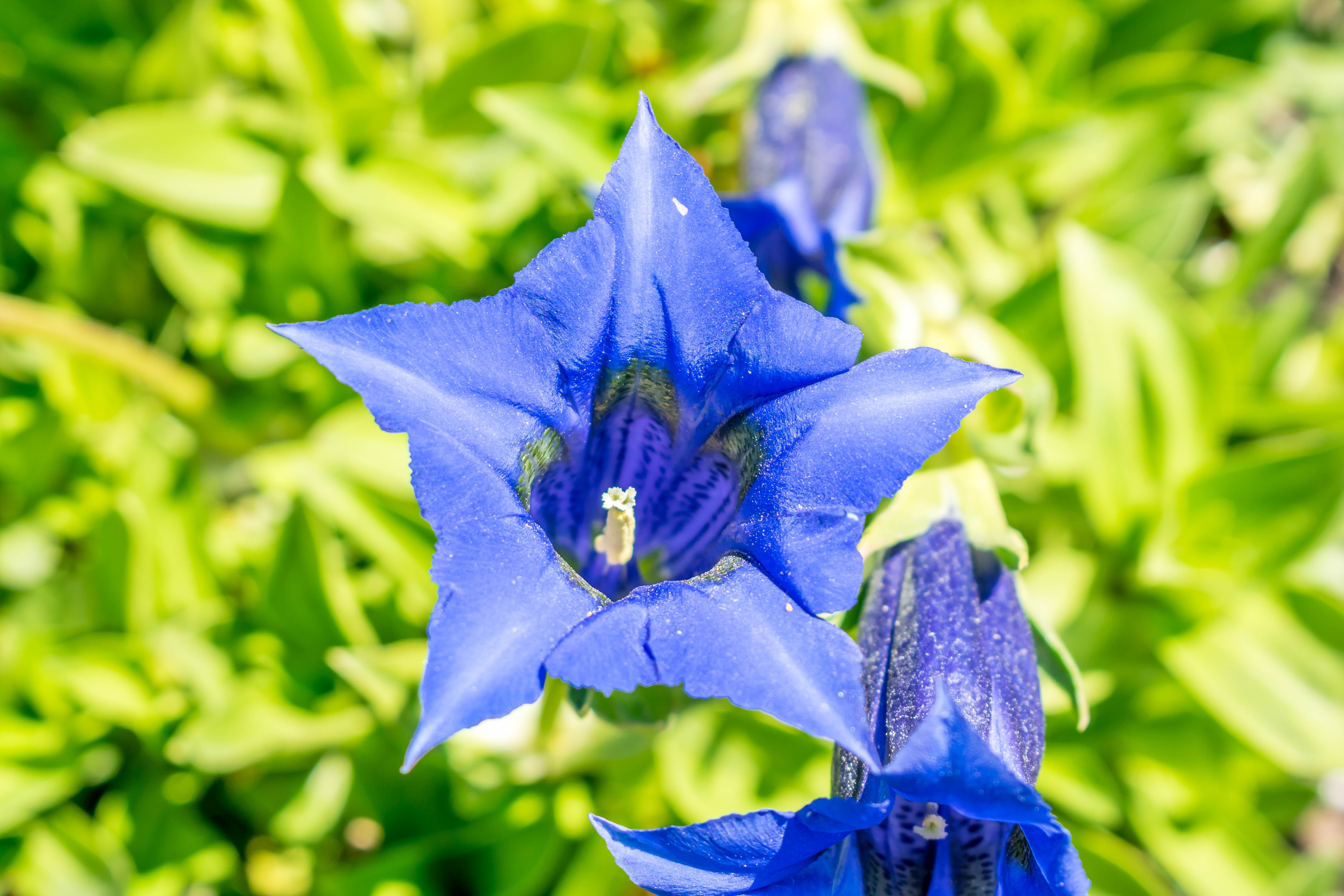 Photo of a Gentian flower blooming in the sunshine