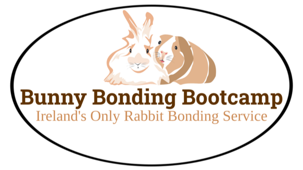 Bunny Bootcamp Rabbit Bonding