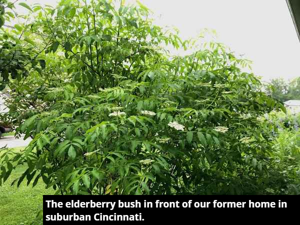 elderberry bush
