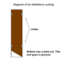 Elderberry from cuttings