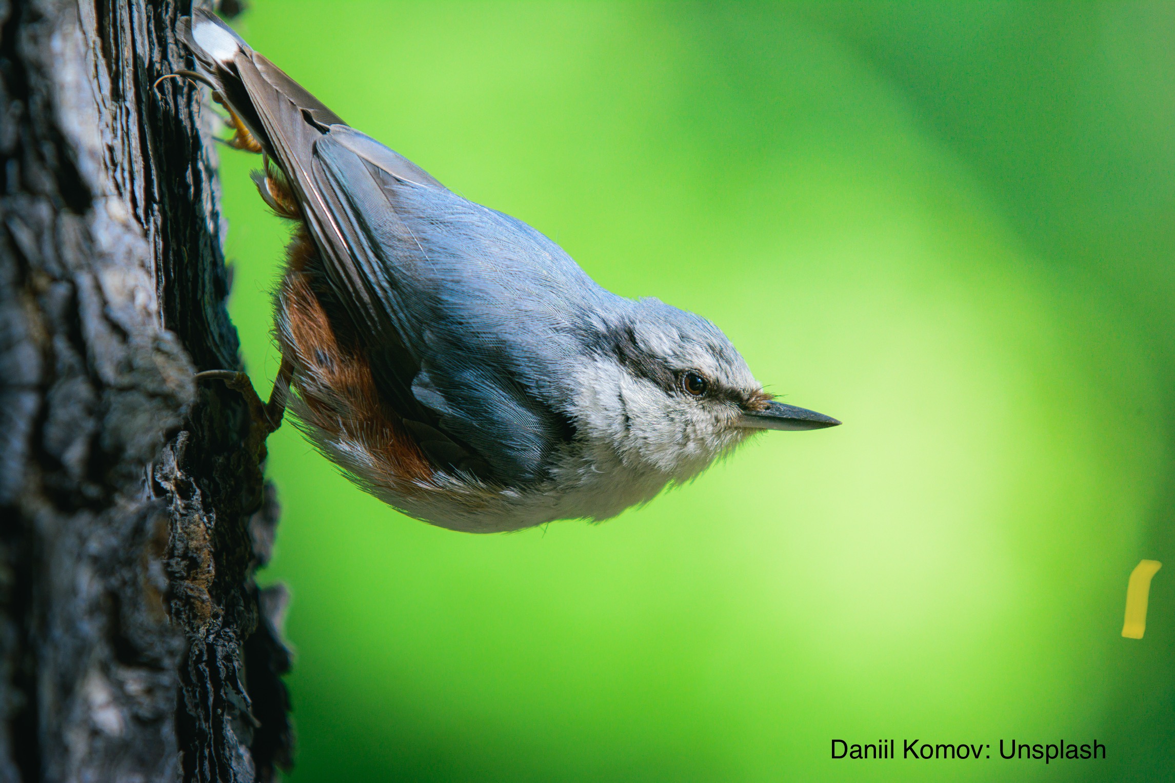 Nuthatch