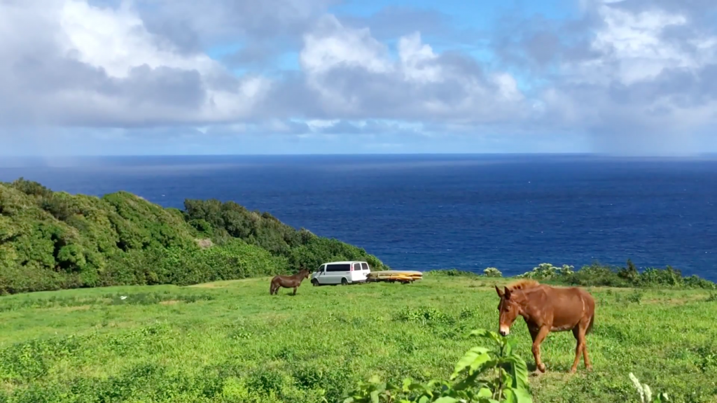 Hawaii horses