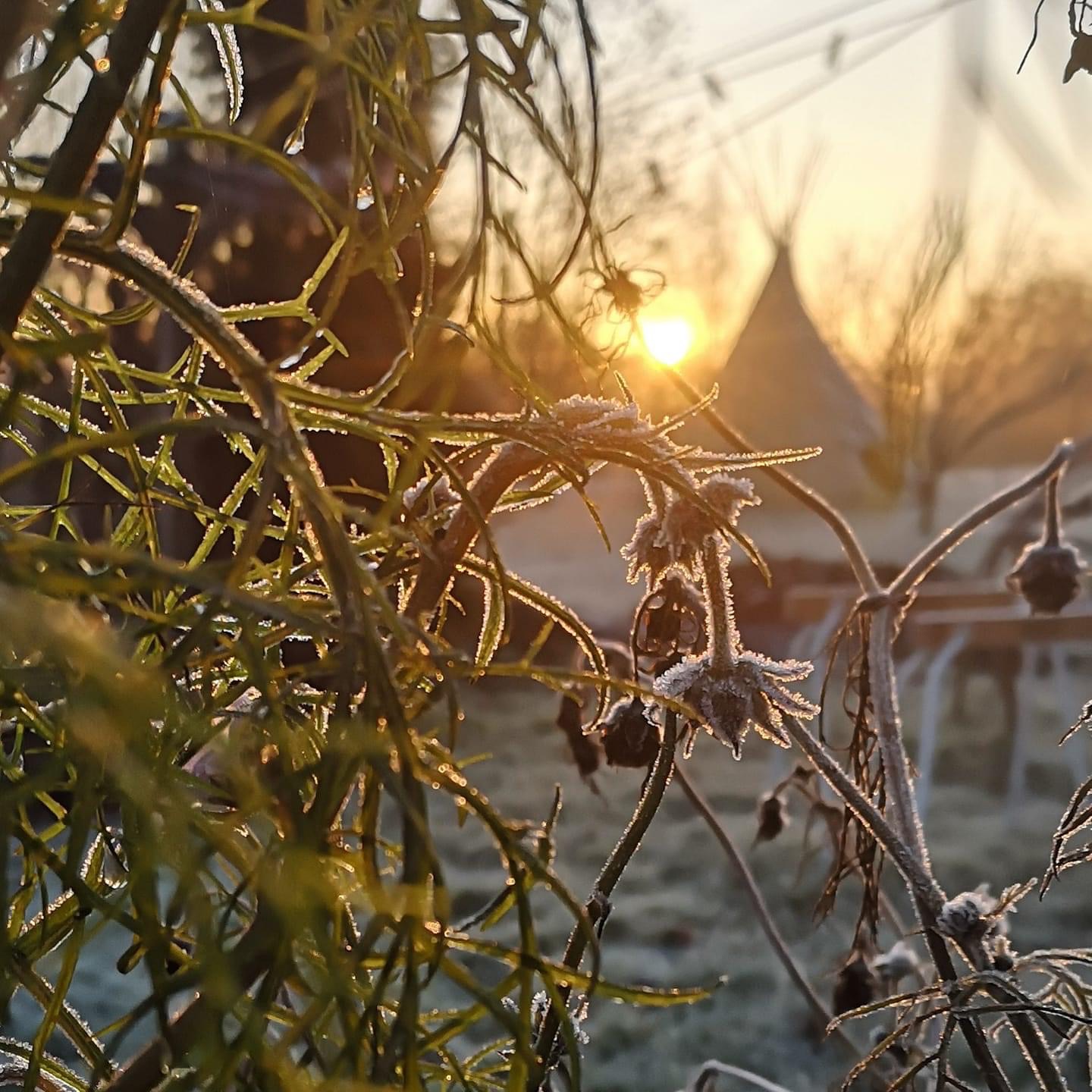 Frost tipi