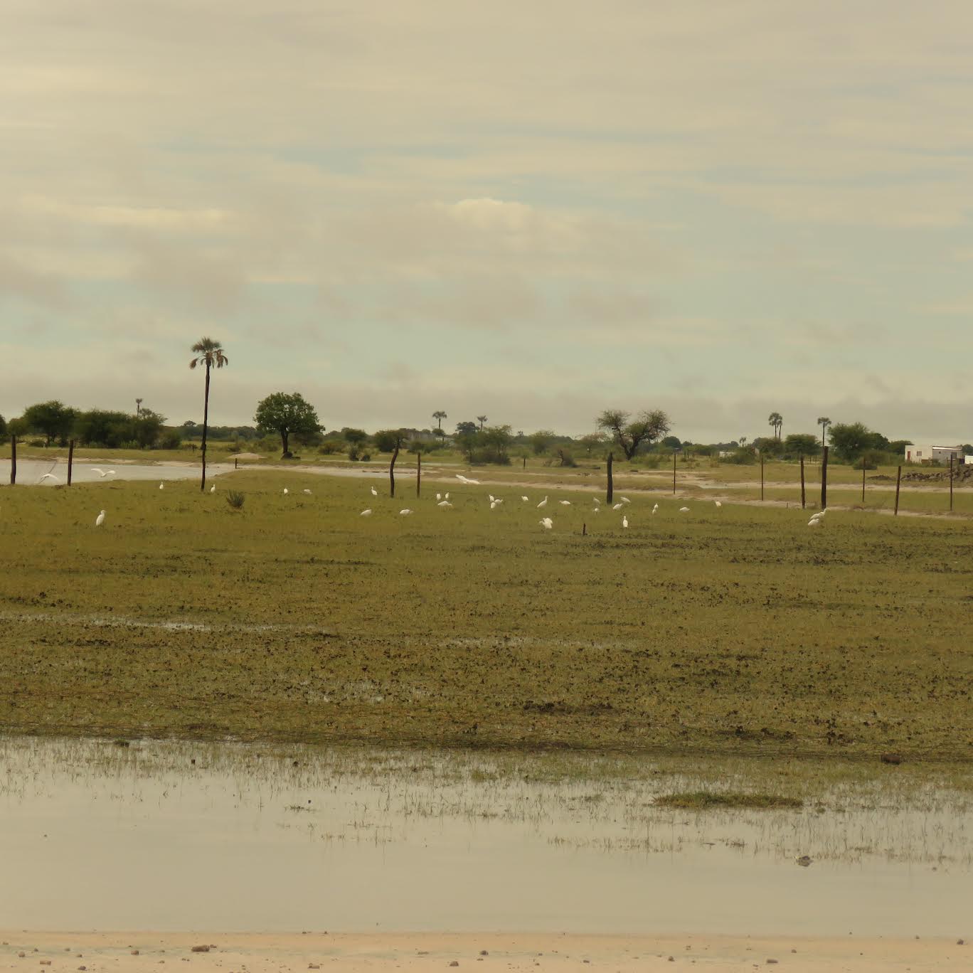 Northern Namibia (Oshana`s) 